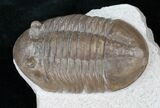 D, Russian Asaphus Lepidurus Trilobite - #15377-1